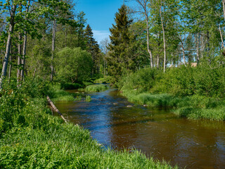 calm forest smal lriver with small waterfall from natural rocks