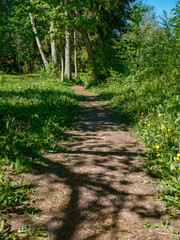 Obraz premium dusty gravel road in summer green fresh wet forest