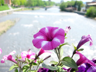 Pink violet with white spots on the railing of the city bridge on the background of the river.