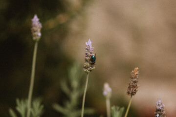 South american nature and landscapes