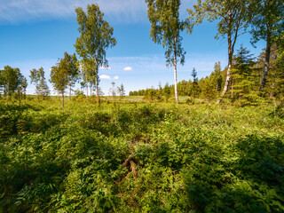 summer countryside fields and forests with blu sky above