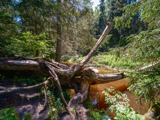 old fallen tree trunk stomp in wild forest