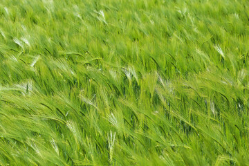 Full fram closup field with young green common wheat (triticum aestivum), details of leaves and bright light of sunshine