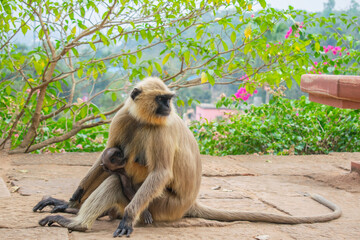 Mother monkey holding her baby, feeding baby