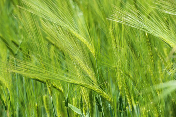 Full fram closup field with young green common wheat (triticum aestivum), details of leaves and bright light of sunshine