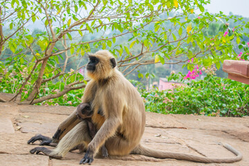 Mother monkey holding her baby, feeding baby