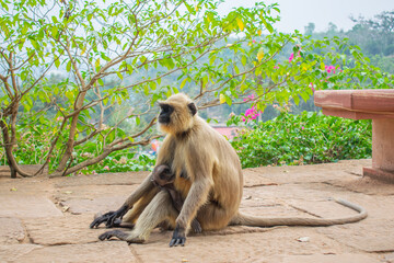 Mother monkey holding her baby, feeding baby