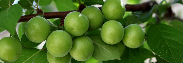 green plums on the tree
