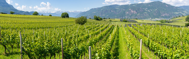 Amazing landscape at the vineyards of the Trentino Alto Adige in Italy. The wine route. Natural...