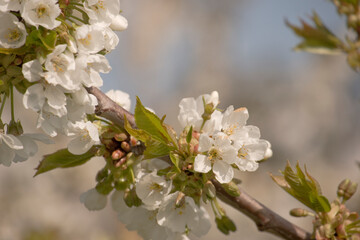 Kirschblüte