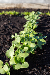 Radish sprouts grow in garden. Vegetables growing in rows.