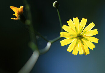 yellow dandelion flower