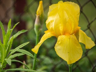 Blooming iris on a flower bed in the garden