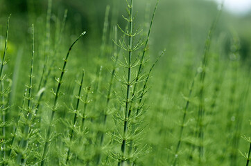 Wild plants - green background of horsetail