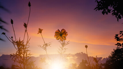 Rainbow Cosmos flowers in the garden, with beatiful sunset background