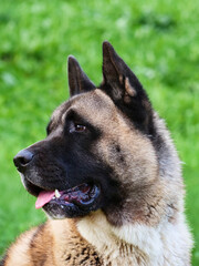 American Akita dog head close-up. Sunny day