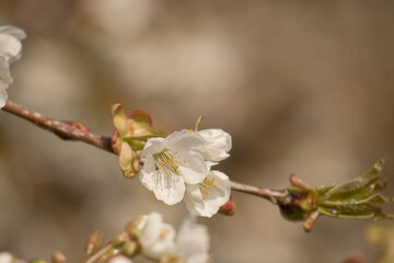 Kirschblüte