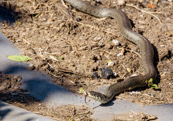 The grass snake (Natrix natrix), sometimes called the ringed snake or water snake, it is a non-venomous snake warming itself in home garden in warm summer day.