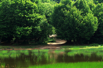 lake in the park