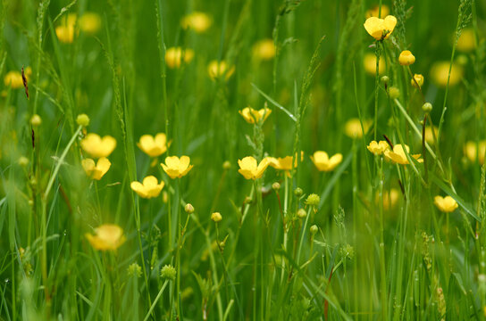 Meadow of yellow marsh marigold flowers