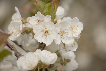 Kirschblüte