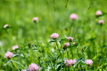 Field of clover flowers in June