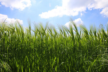 Worm eye view on field with young green common wheat (triticum aestivum) against blue sky with cumulus clouds in springtime