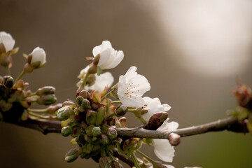 Kirschblüte
