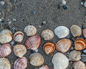 collection of sea shells on wet sand beach as a natural pattern background, space for your text