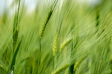 Fototapeta premium Young spikelets of barley in June