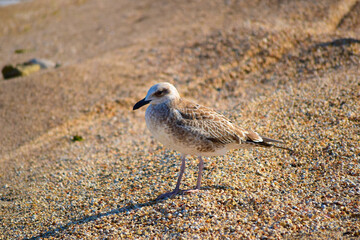Seagull on a seashell beach on a Sunny summer day