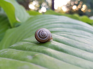 garden snail