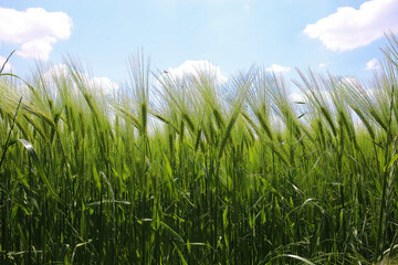 Worm eye view on field with young green common wheat (triticum aestivum) against blue sky with cumulus clouds in springtime