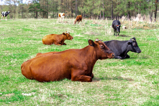 red and brown cows lie in the pasture, the rest of the herd walks after the forest