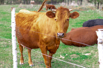 A herd of cows graze on a green meadow in the spring. In the foreground is a portrait of a red cow