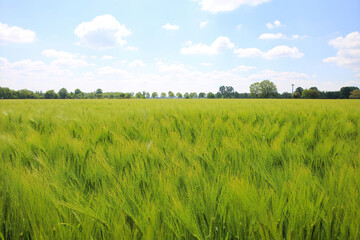 Obraz premium View on field with young green common wheat (triticum aestivum), sky and trees background