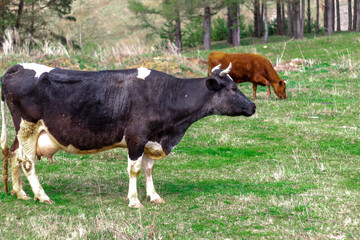 red and brown cows walk in a green pasture near the forest