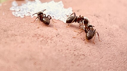 ants and sugar