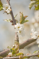 Kirschblüte