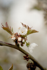 Kirschblüte