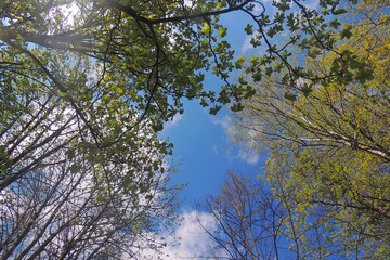 tops of different trees, background