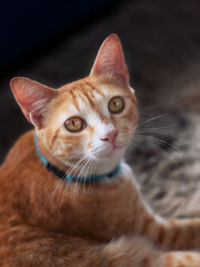 Um gatinho lindo que esta sentado em um tapete  olhando para o desconhecido e sento fotografado.