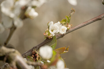 Kirschblüte
