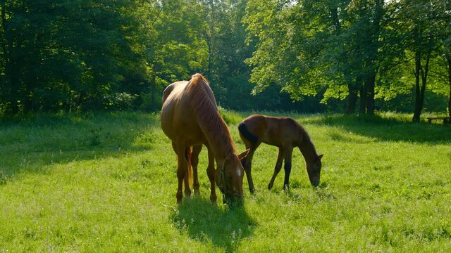 Horse and foal in the morning pasture