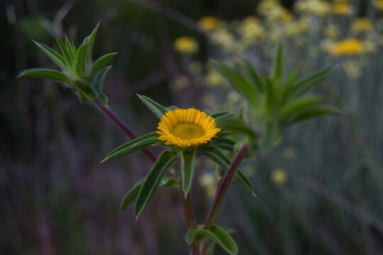 Beautyfull flowers in the nature, Margalef. Red flower. Yellow flower.
