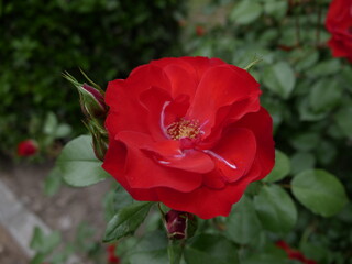Obraz premium red roses, roses. white, orange, salmon in the park Federico Garcia Lorca