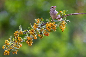 Spring Bird