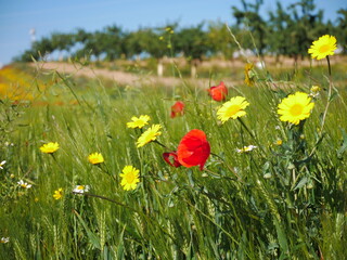 wheat field with poppies and daisies in spring of Spain