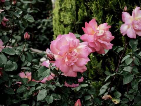 red roses, roses. white, orange, salmon in the park Federico Garcia Lorca