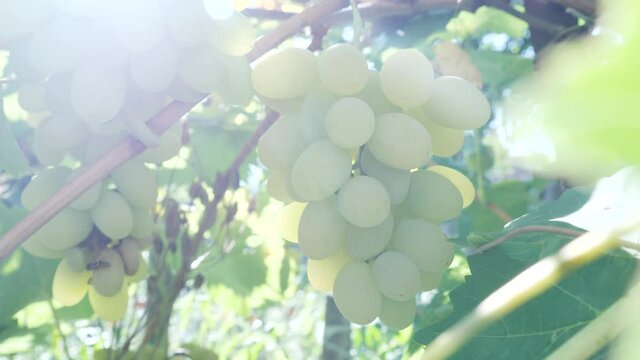 White grapes hanging from lush green vine on vineyard background before harvest. Organic bio food, nature and fine wine handmade concept